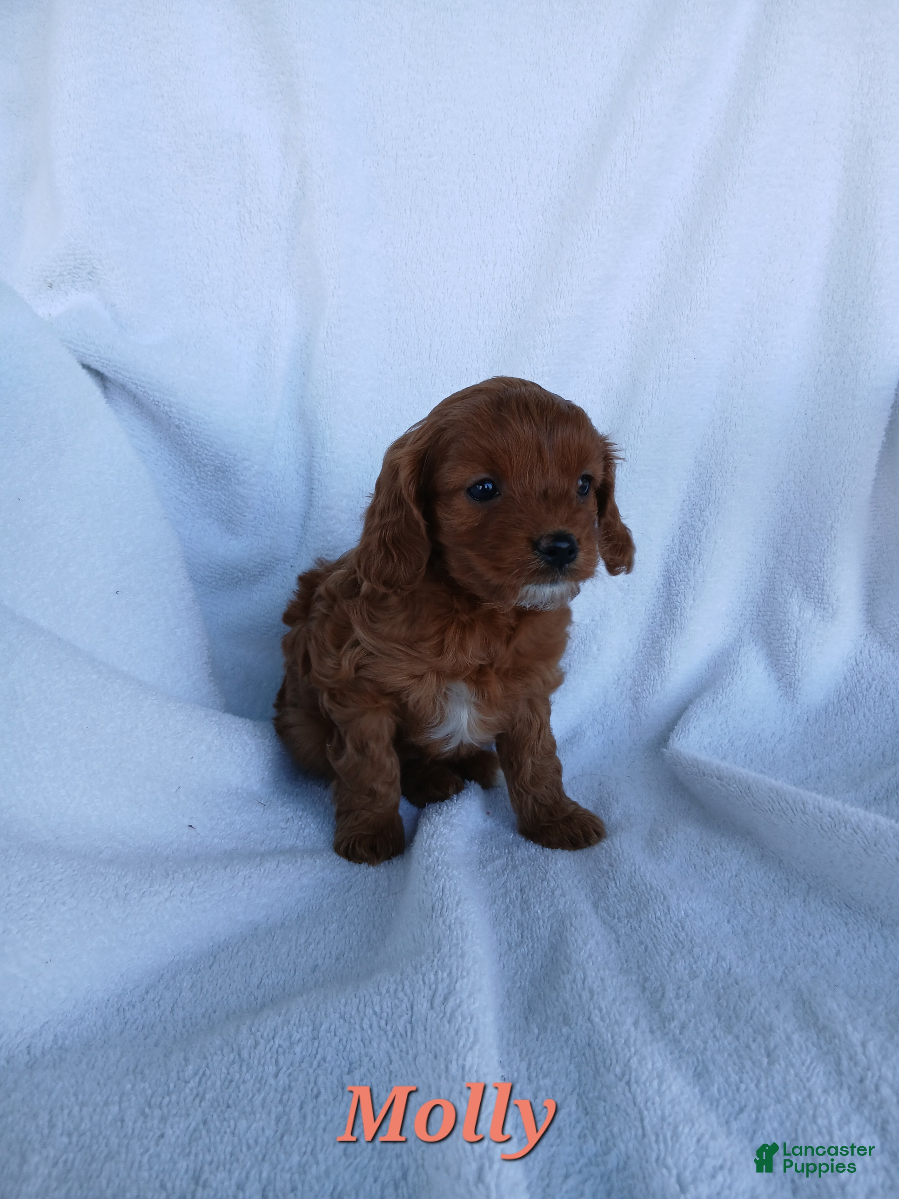 Cavapoo dogs Molly - Ad 26