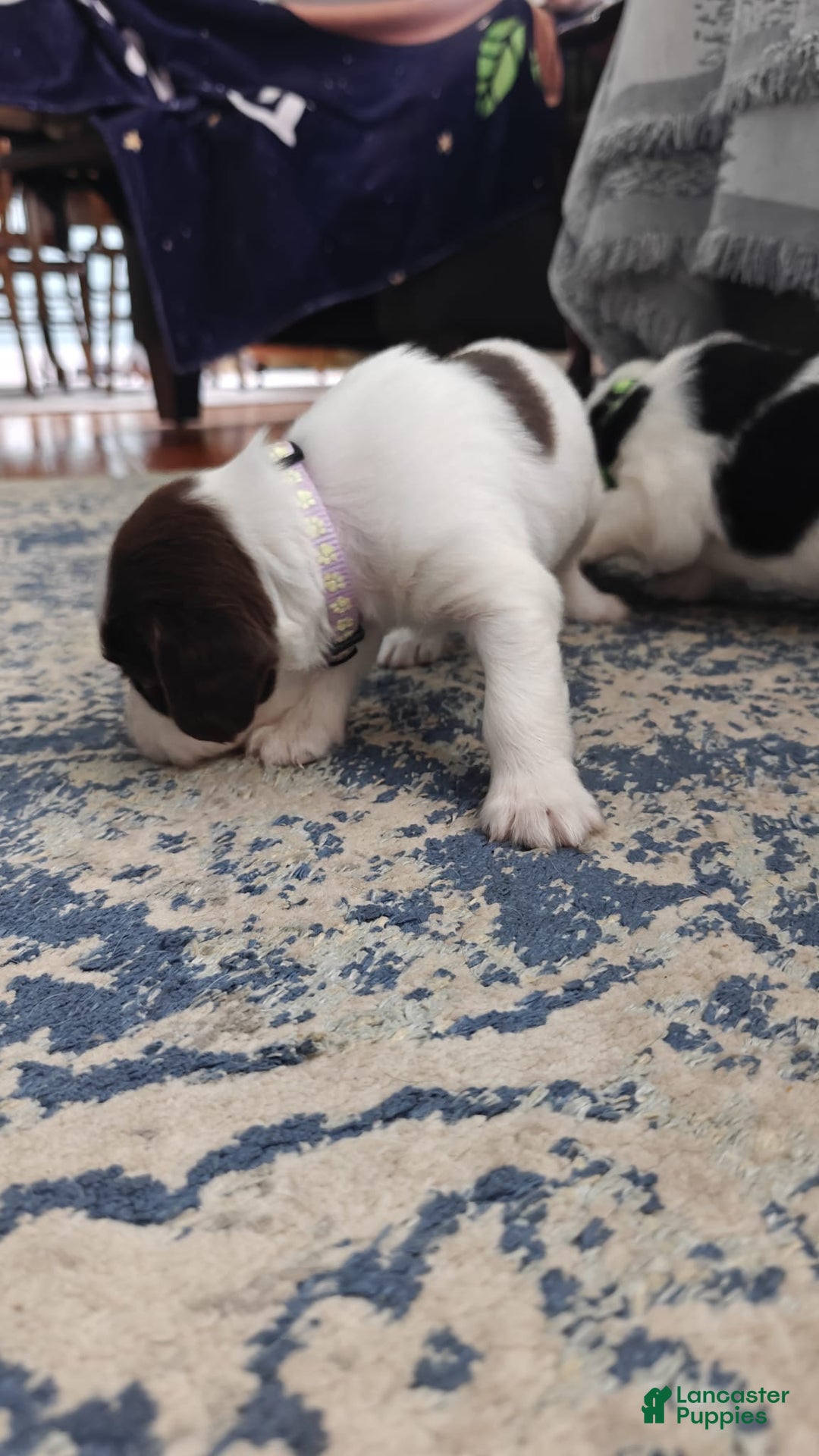 English Springer Spaniel dogs for sale: English Springer Spaniel Puppy 2 - Ad 2