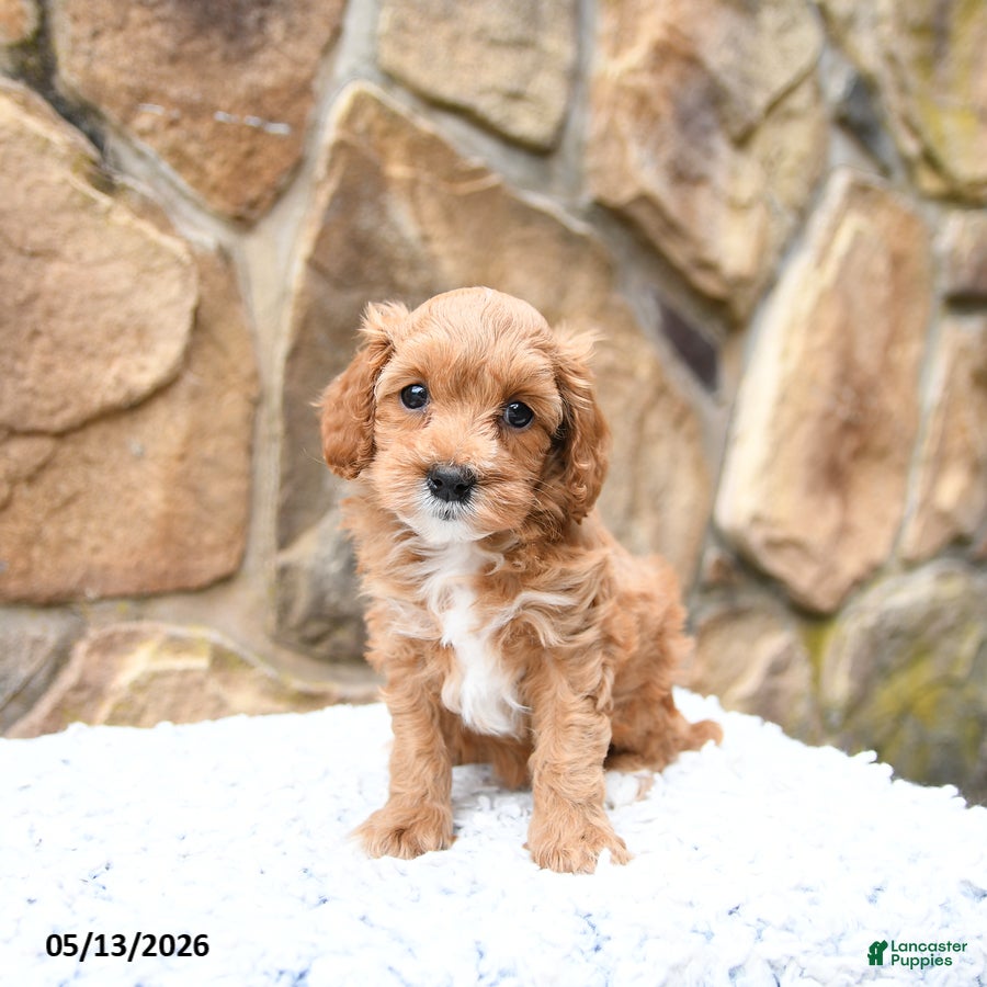 Cavapoo dogs Meadow - Ad 2