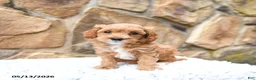 Cavapoo dogs for sale: Meadow - Ad 2