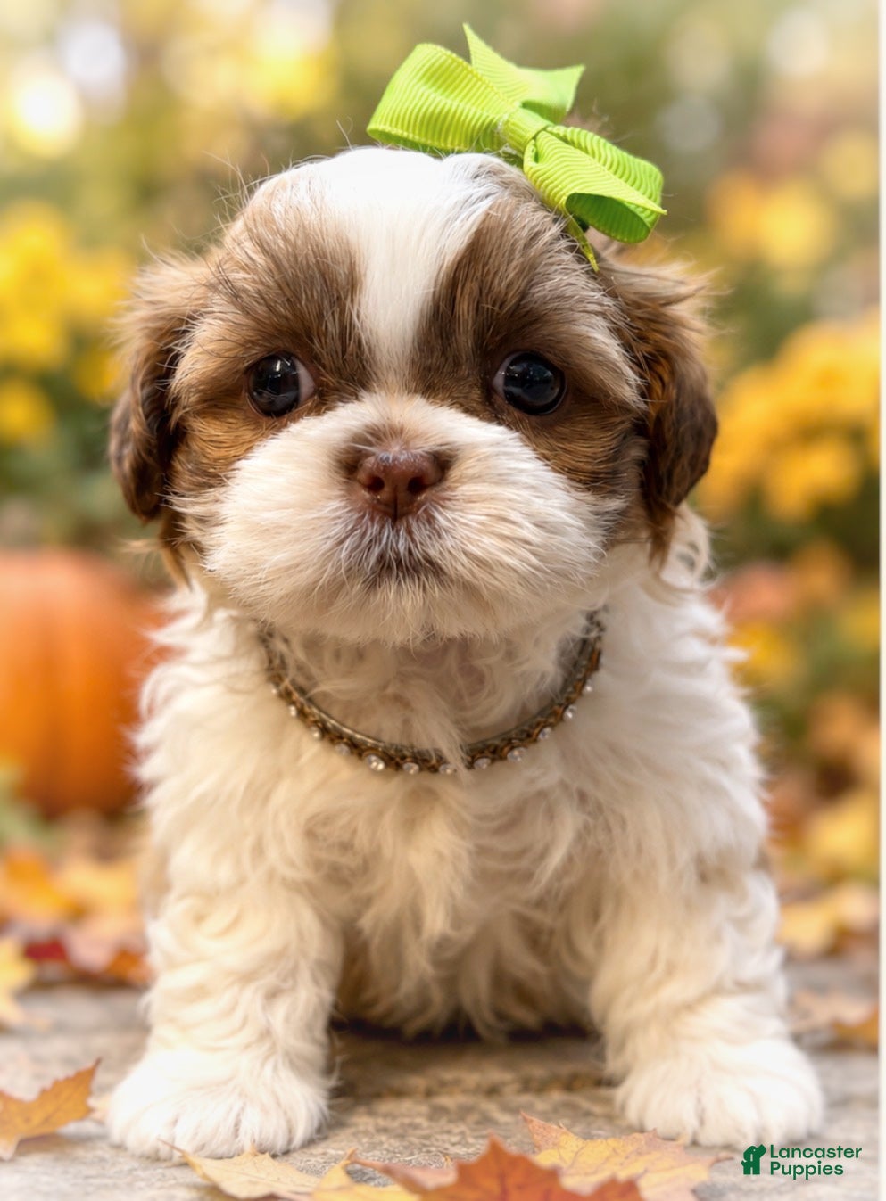 Shih Tzu dogs for sale: Olivia  - Ad 19