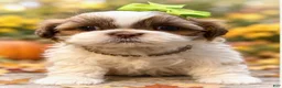 Shih Tzu dogs for sale: Olivia  - Ad 1