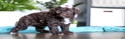 Portuguese Water Dog dogs for sale: Molly - Ad 4