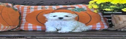 Maltipoo dogs for sale: Pete - Ad 4