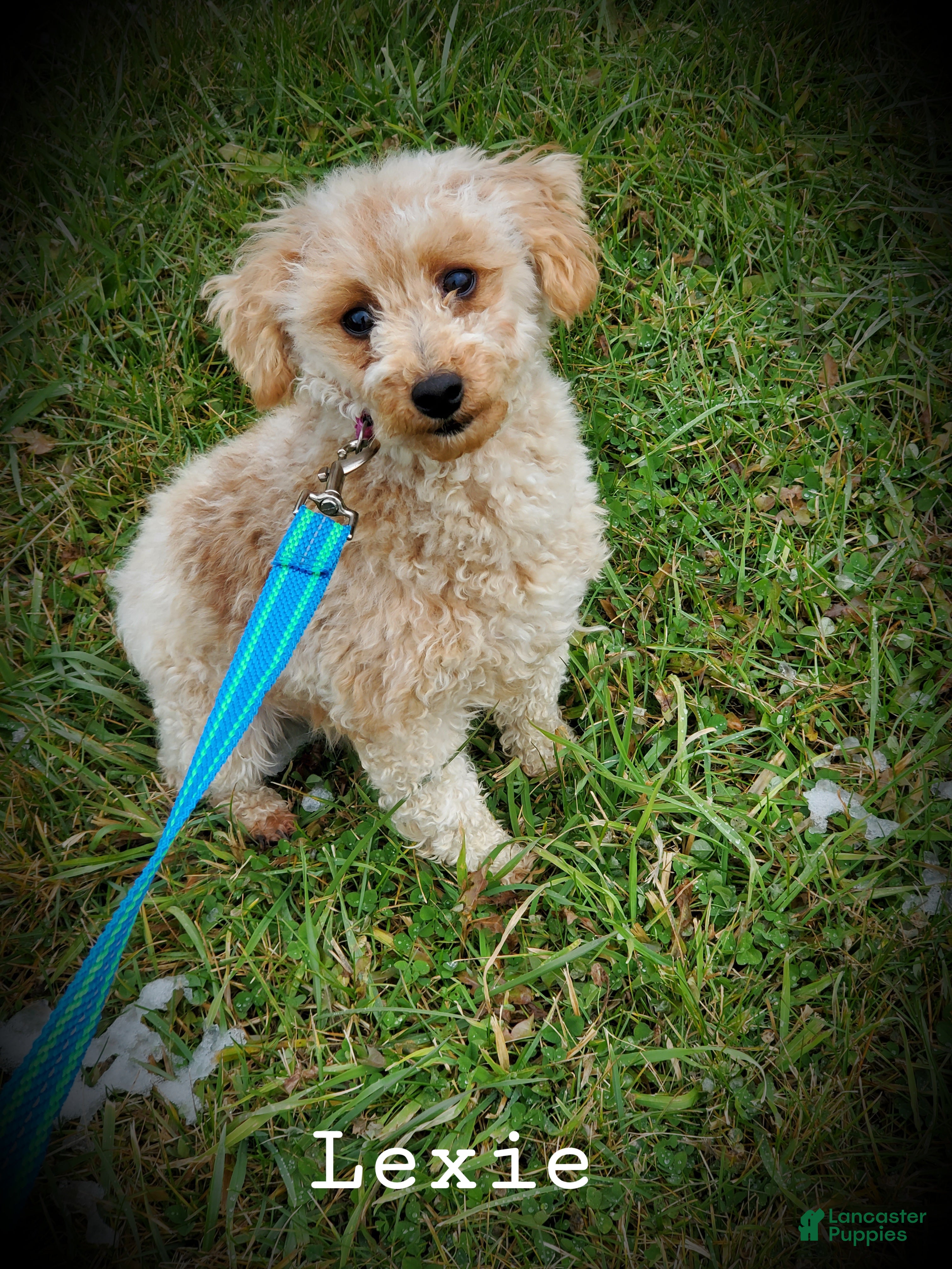 Miniature Poodle dogs Lexie - Ad 36