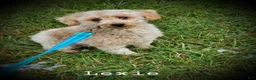 Miniature Poodle dogs for sale: Lexie - Ad 1