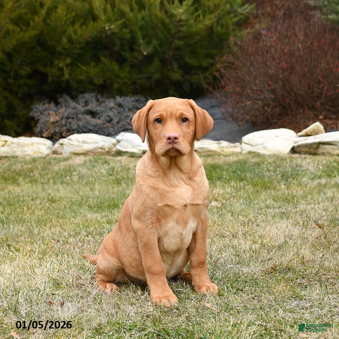 Labrador Retriever dogs for sale: Roman - Ad 2