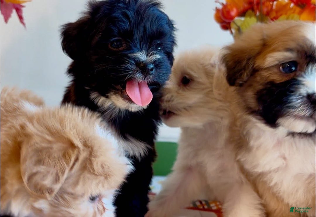 Shorkie dogs for sale: Shorkie Puppy 2 - Ad 9