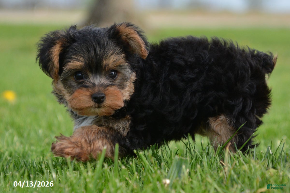 Yorkiepoo dogs Teddy - Ad 2