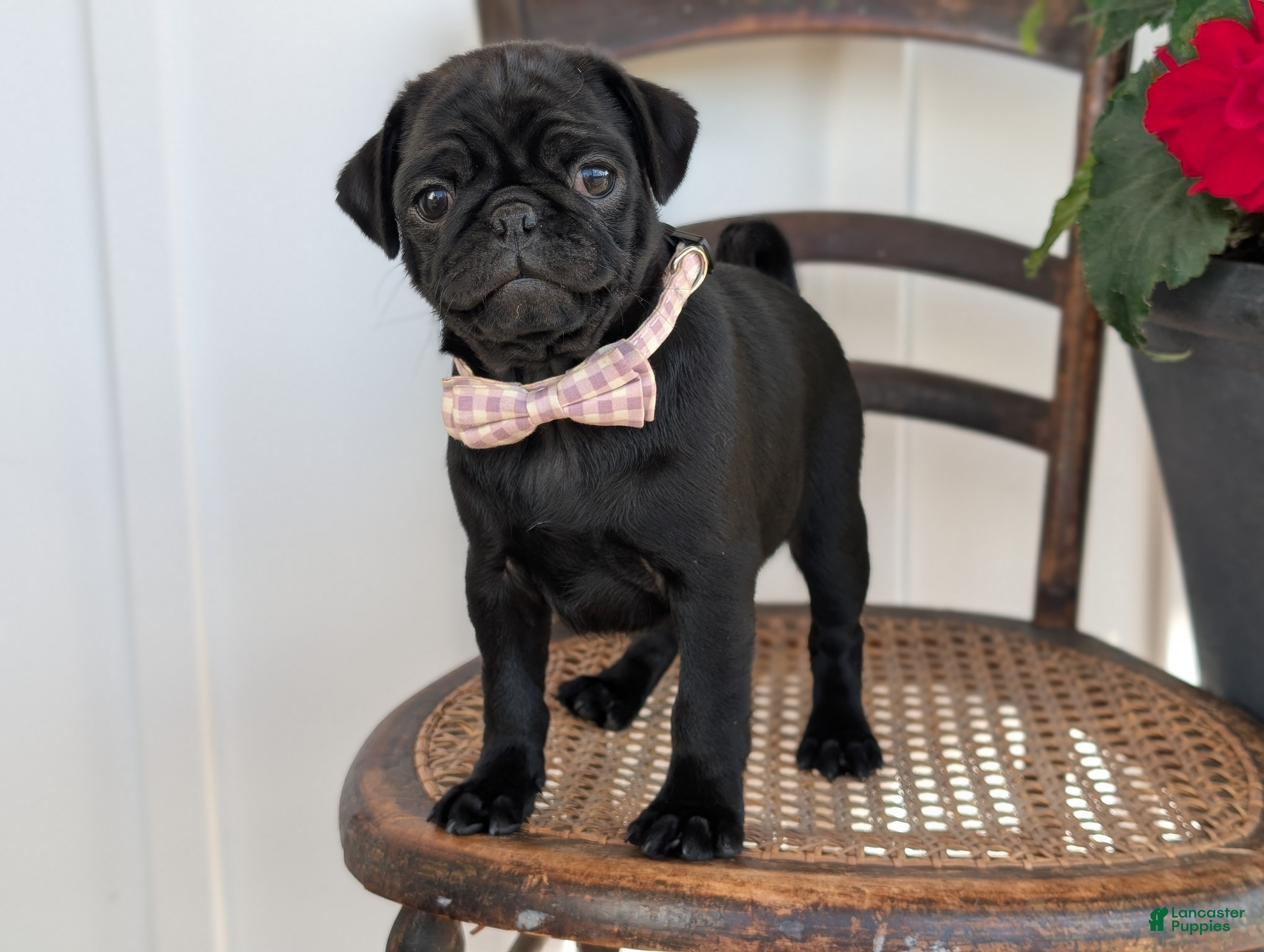 Pug dogs Taffy - Ad 1