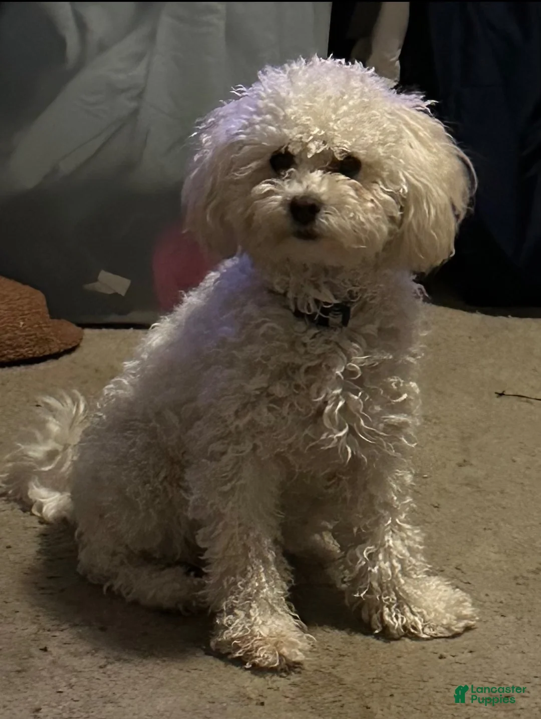 Maltipoo dogs for sale: Ria - Ad 3