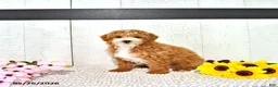 Miniature Poodle dogs for sale: Randall - Ad 3