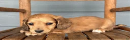 Miniature Dachshund dogs for sale: Suede - Ad 3