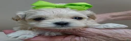 Maltipoo dogs for sale: Myles 1 lb 5 ozs - Ad 11