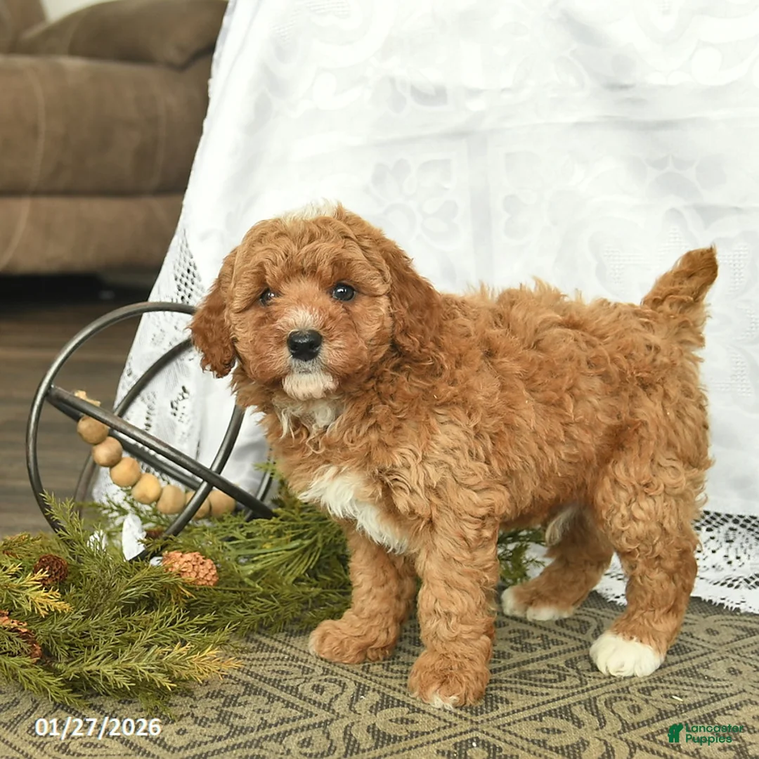 Miniature Poodle dogs for sale: Chuck  - Ad 1