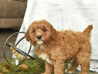 Miniature Poodle dogs Chuck - Ad 7