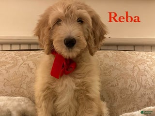 Mixed Breed dogs Mixed Breed Puppy 2 - Ad 38