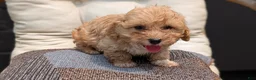 Havapoo dogs for sale: Bandit - Ad 8