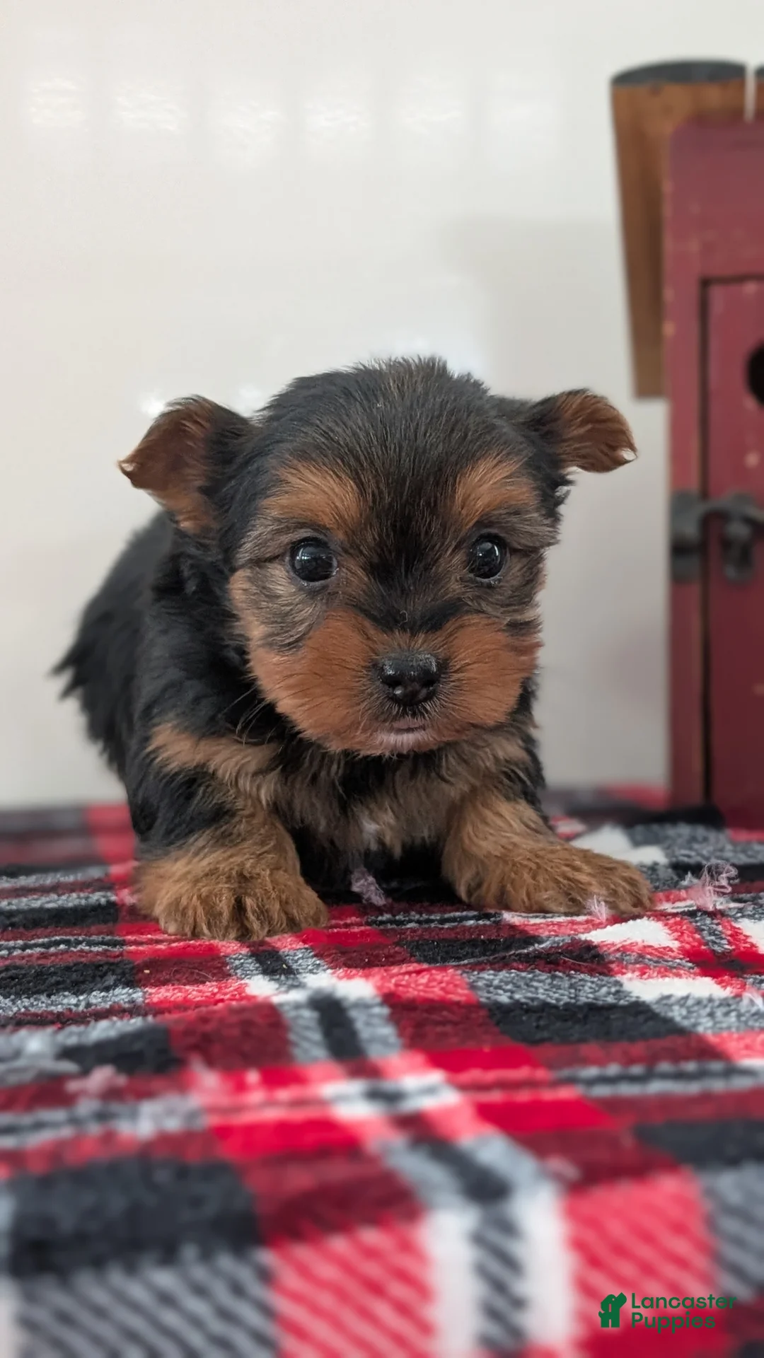 Yorkshire Terrier dogs for sale: Daisy - Ad 4