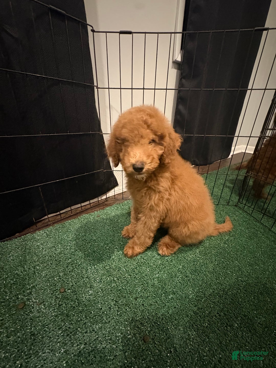 Miniature Poodle dogs for sale: Sammy - Ad 5