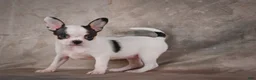Chihuahua dogs for sale: Ernie - Ad 3