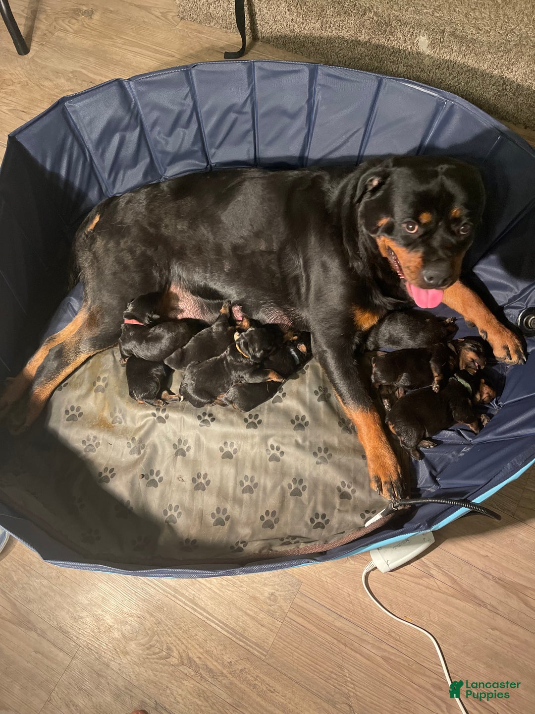 Rottweiler dogs for sale: 3rd Pick Female - Ad 7
