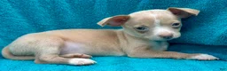 Chihuahua dogs for sale: Biggy  - Ad 5