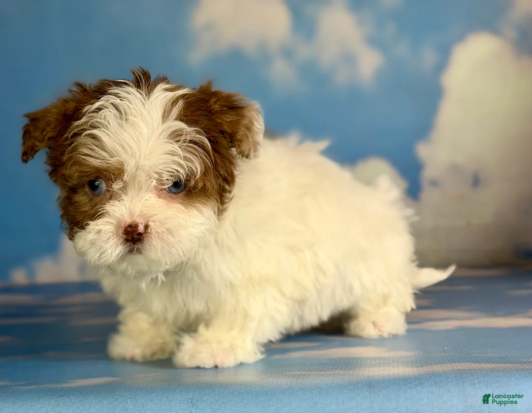 Shihpoo dogs for sale: Blue eyed Billy - Ad 4