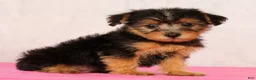 Yorkiepoo dogs for sale: Mitch - Ad 7