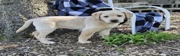 Labrador Retriever dogs for sale: King - Ad 7