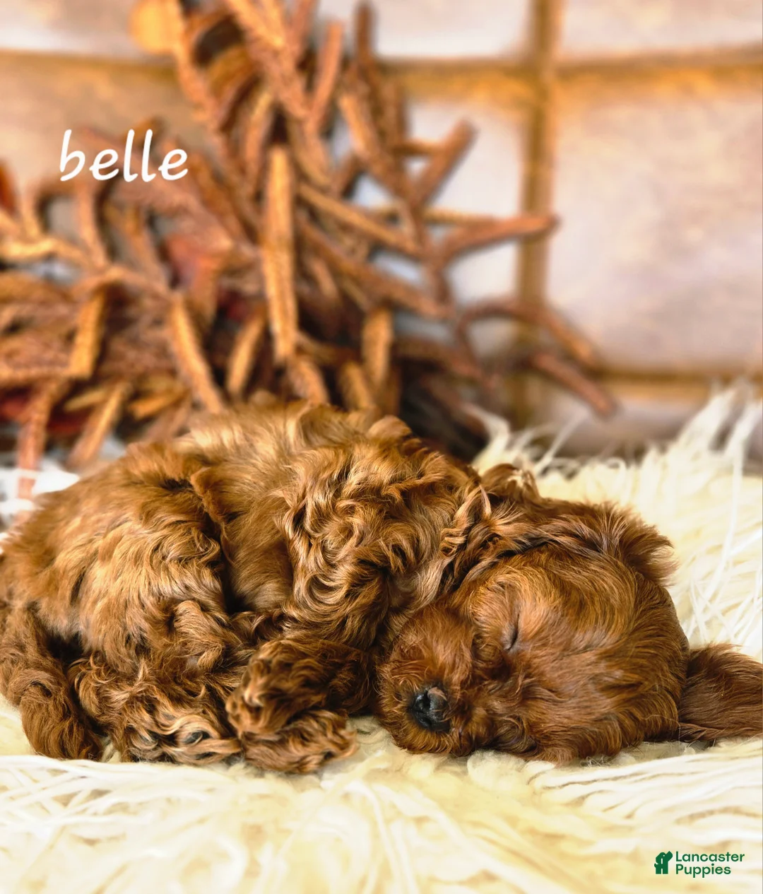 Cavapoo dogs for sale: Belle - Ad 2