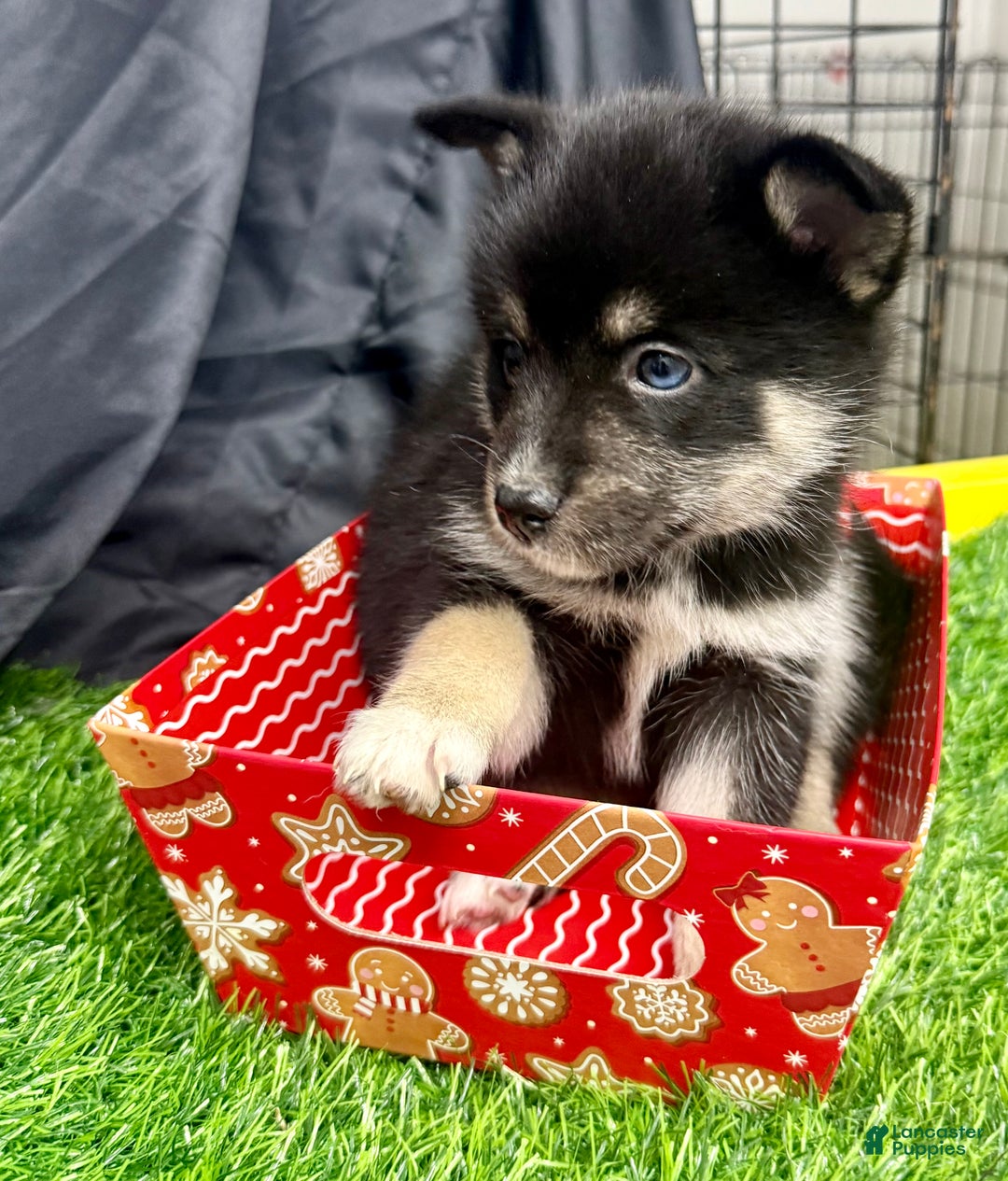 Mixed Breed dogs for sale: Sugar  - Ad 12