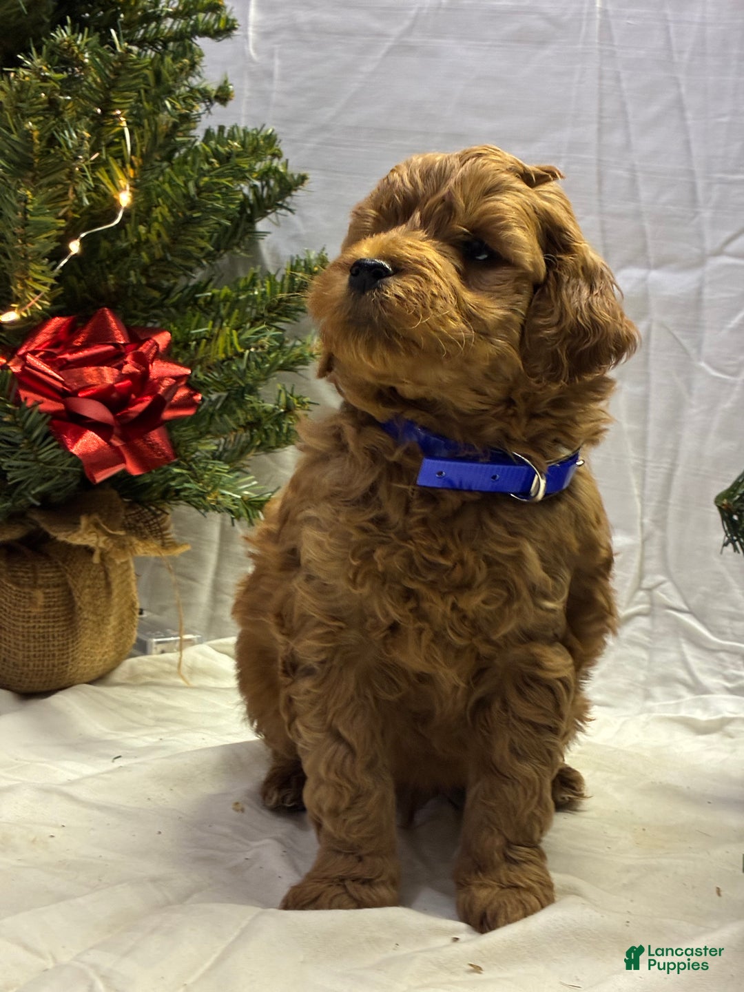Mini Goldendoodle dogs for sale: Rudolph - Ad 2
