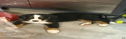 Bernese Mountain Dog dogs for sale: Bernese Mountain Dog 1 - Ad 2