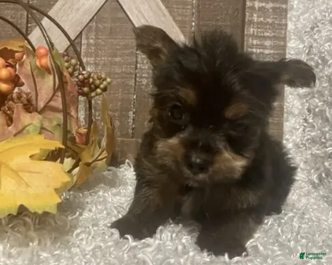 Yorkshire Terrier dogs for sale: Snoop - Ad 3
