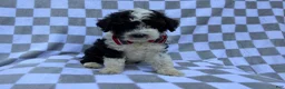 Cockapoo dogs for sale: Fritz - Ad 6