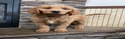 Goldendoodle dogs for sale: Clark - Ad 2