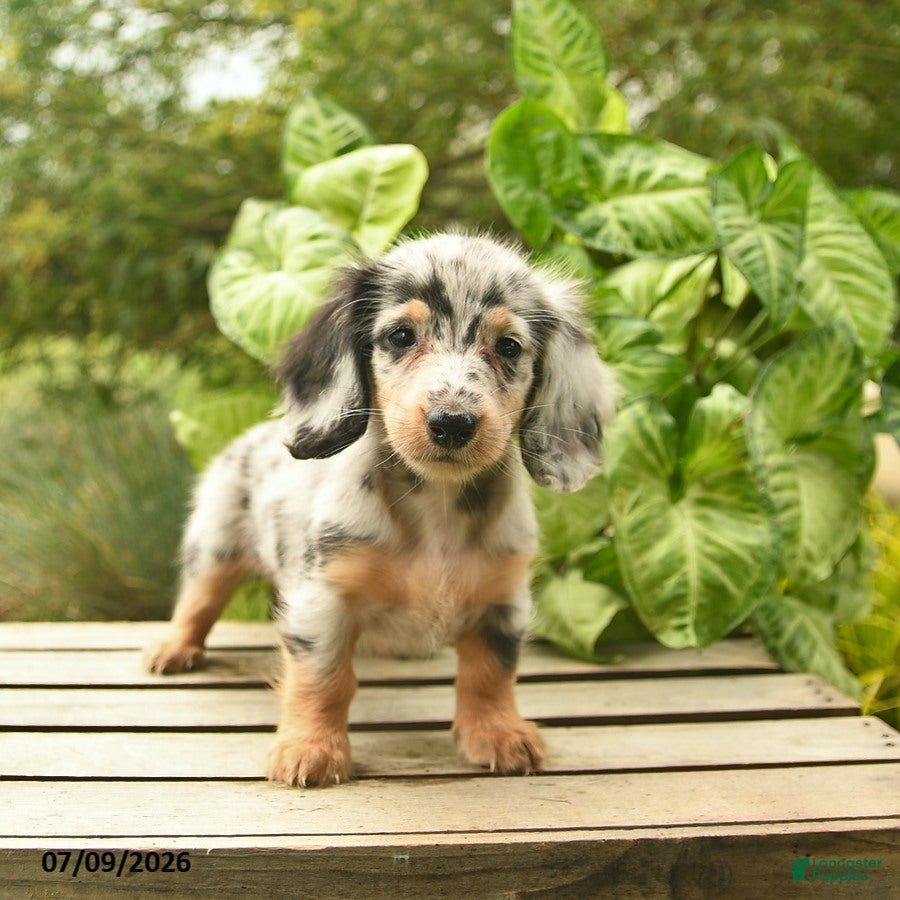 Miniature Dachshund dogs Muffin  - Ad 2