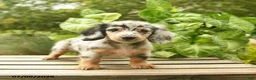Miniature Dachshund dogs for sale: Muffin  - Ad 2