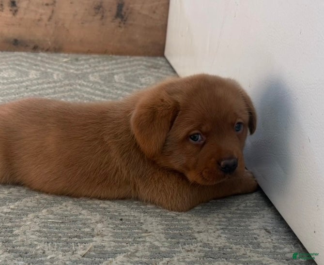 Labrador Retriever dogs for sale: Rusty - Ad 4
