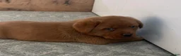 Labrador Retriever dogs for sale: Rusty - Ad 1