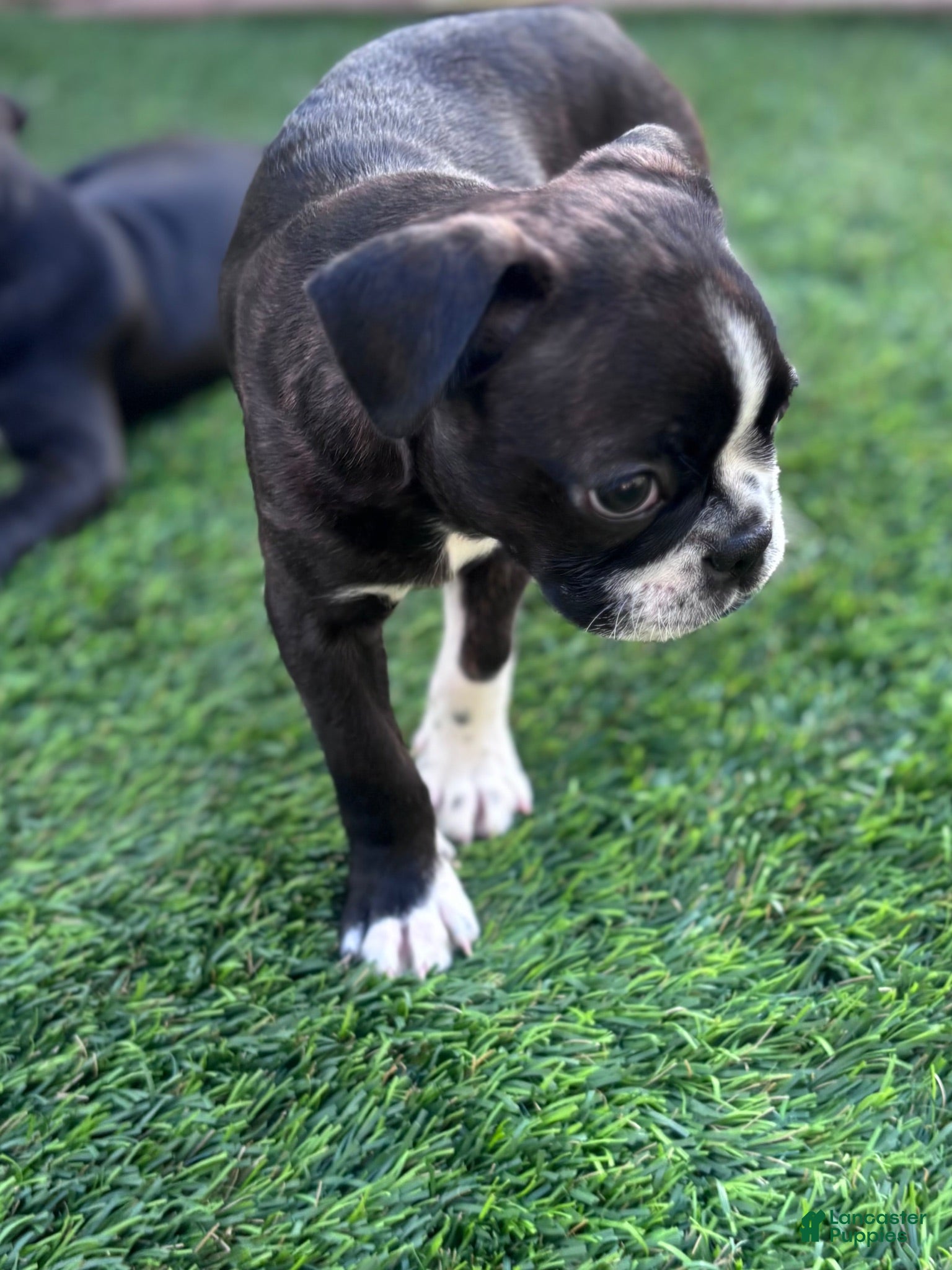 Boston Terrier dogs for sale: Boston Terrier 2 - Ad 3