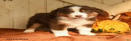 Australian Shepherd dogs for sale: Blaze - Ad 2