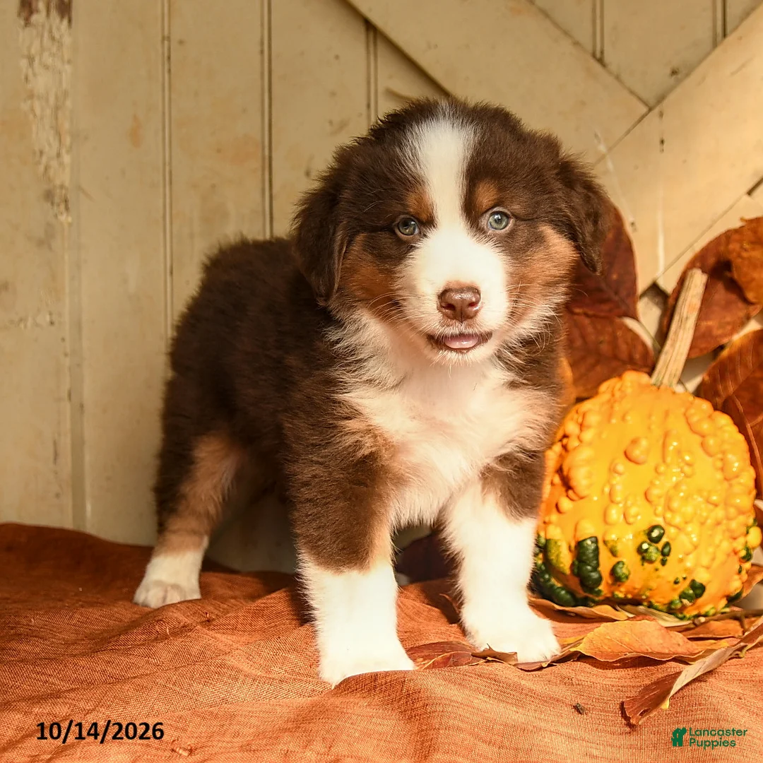 Australian Shepherd dogs for sale: Blaze - Ad 2