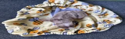 English Bulldog dogs for sale: Lilly, Lilac Merle - Ad 3