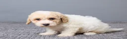 Bichpoo dogs for sale: Kenny - Ad 2