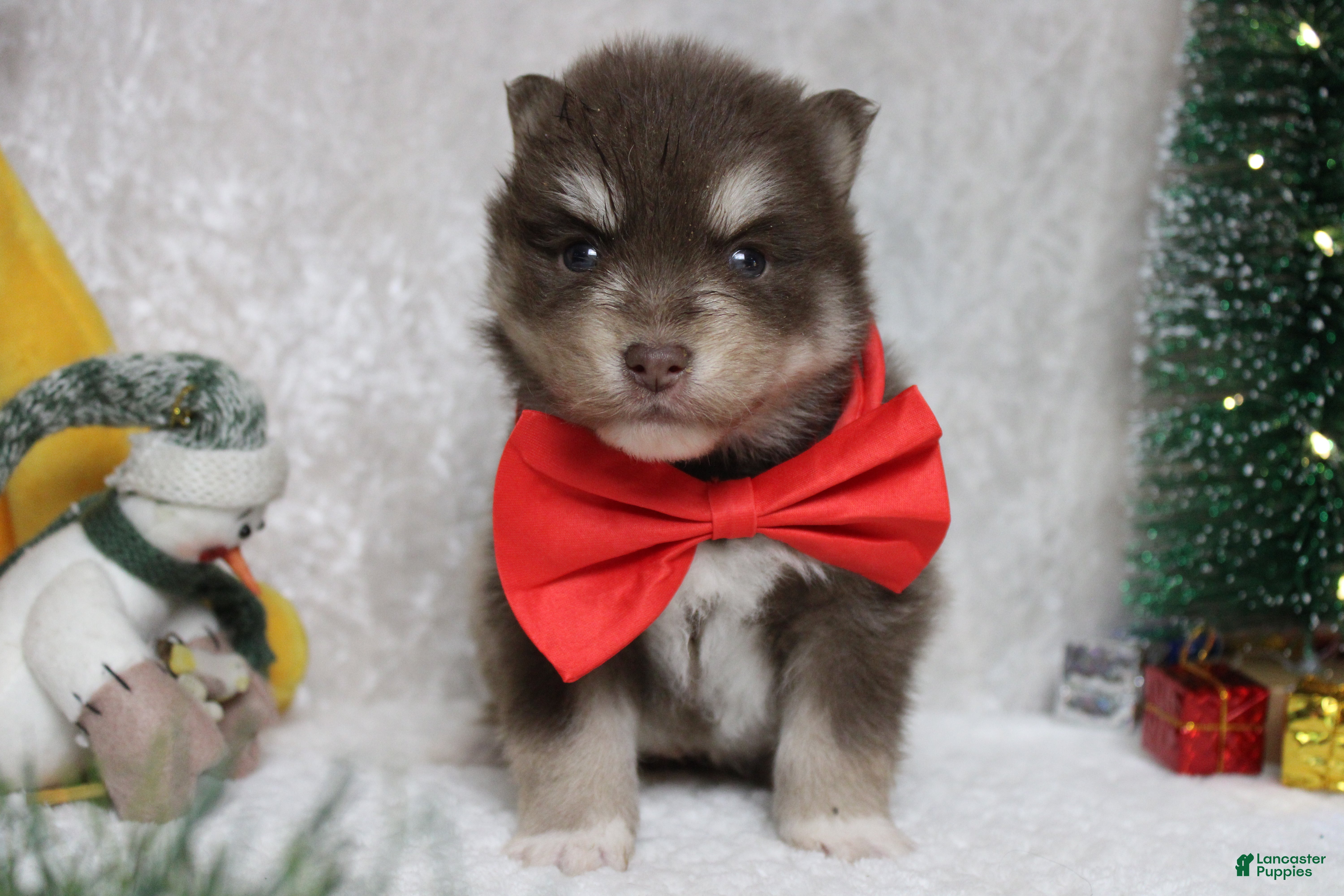 Pomsky dogs Duey  - Ad 15