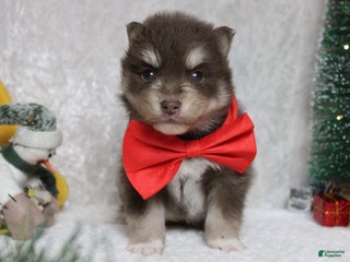 Pomsky dogs Duey - Ad 15