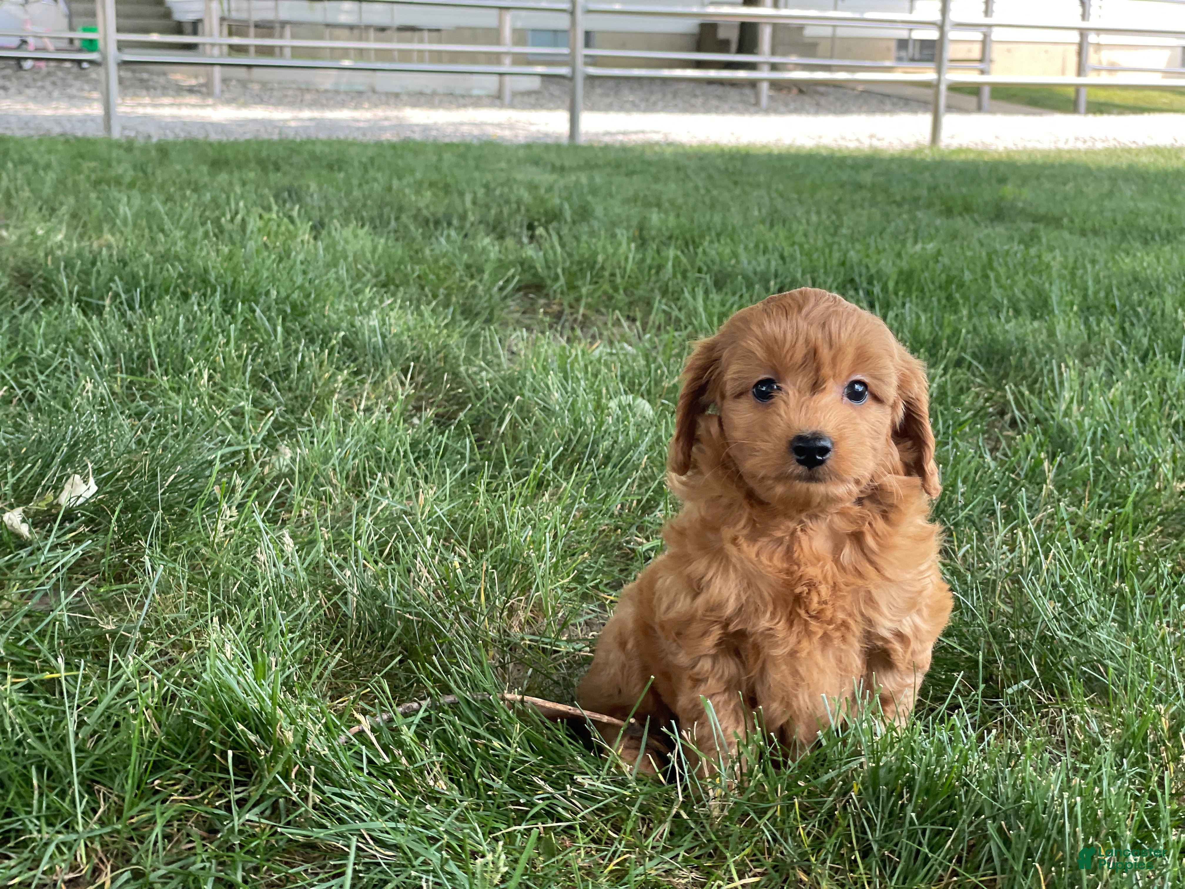 Mini Goldendoodle dogs Molly Mini Goldendoodle  - Ad 1
