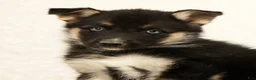 Gerberian Shepsky dogs for sale: Macey - Ad 6